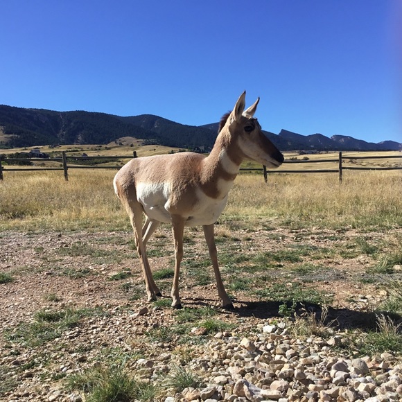 Meet your Posher, Crystal - Picture 2 of 2